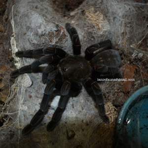 0.1 Haplopelma doriae (West Kalimantan)