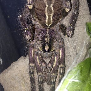 0.1 P. ornata