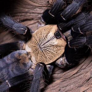 Cyriopagopus sp. hati hati - Purple Earth Tiger - Mature Female