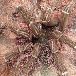 Theraphosa blondi Freshly Molted