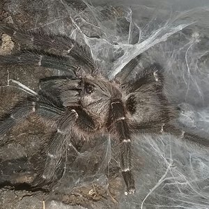 murinus adult female