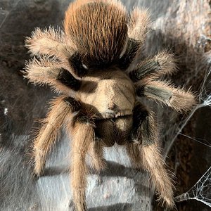 Aphonopelma chalcodes