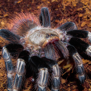 Nhandu Chromatus - Dinner time