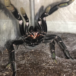 “Get Off My Property!” (6.75”-7.25” Female Chilobrachys andersoni “Dark Morph”)