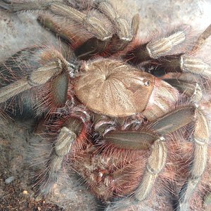 Theraphosa apophysis Freshly Molted