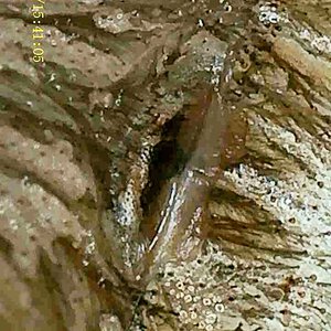 T. Albopilosum (molt sexing)