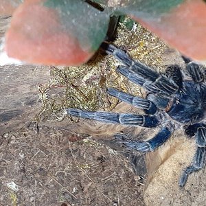 Thrixopelma cyaneolum