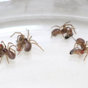 Baby Spiders Feeding on Fruit Flies