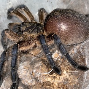 Paired h pulchripes