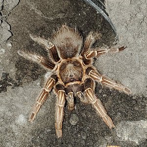 Aphonopelma seemanni (before molt)