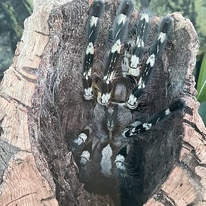 Poecilotheria regalis