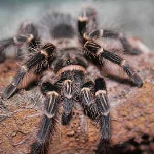 G. pulchripes - Chaka