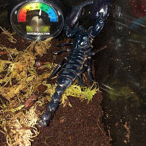 Athena the Asian forest scorpion