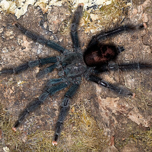 A. avicularia