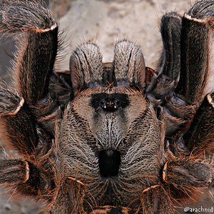 Ceratogyrus sp.