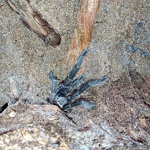 First peek at my Phormictopus Sp. "green (gold carapace)" after his last molt