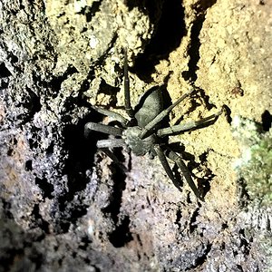 Cool silver huntsman on tree