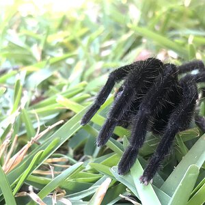 Chilobrachys Sp.