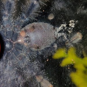 A. Avicularia sexing