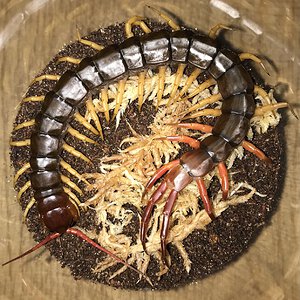 6.25”-7” Female Scolopendra dehaani (Vietnamese Giant Centipede)
