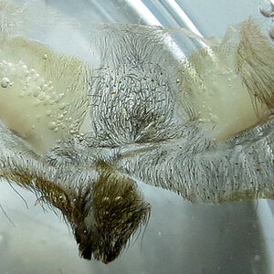 2.75" Male Avicularia avicularia [molt sexing]