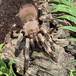 Nhandu chromatus female 3.5" dis