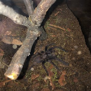 3 1/4 - 3 1/2” Thrigmopoeus truculentus