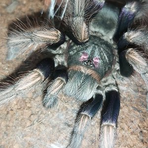 P Ultramarinus (F)