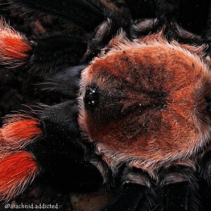 Brachypelma boehmei.