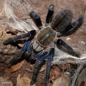 Haplopelma lividum - 0.1