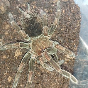 Pamphobeteus sp Manga Negra