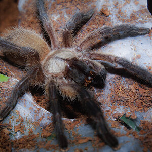 M. Balfouri - young juvenile