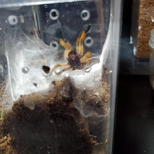 H. Pulchripes sling with an attitude