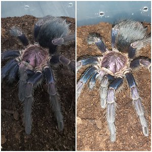 Phormictopus sp. Dominican Purple (ex cautus)