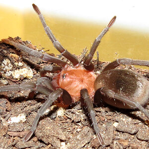 Pele (♂ Bumba horrida 2.25")