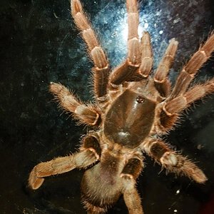 Dorsal View of Post Molt Female