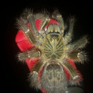 Sub-Adult 'Tete' P. murinus