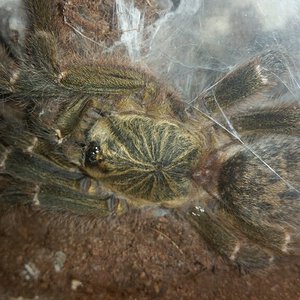 Mature Female 'Tete' P. murinus