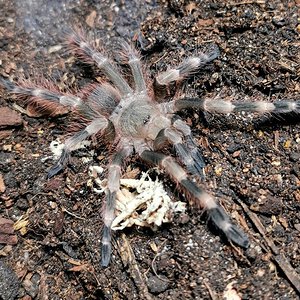 N.tripepii juvenile