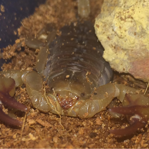 flinders ranges scorpion