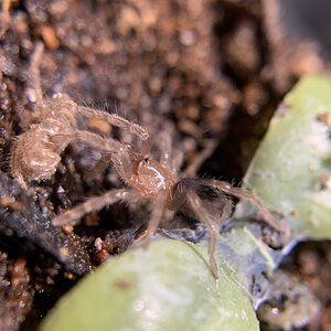 Plesiopelma sp. Bolivia 1/3” dls