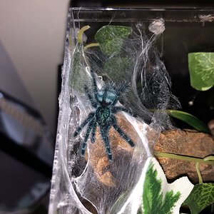 Croops the Caribena versicolor (0.0.1)