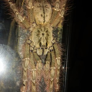 One or Two Molts To Full Size- Female