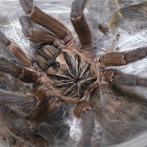 1.0 Hapactira pulchripes Mature Male