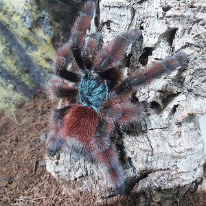 Ceribena versicolor (AF)