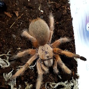 Aphonopelma moderatum (F)