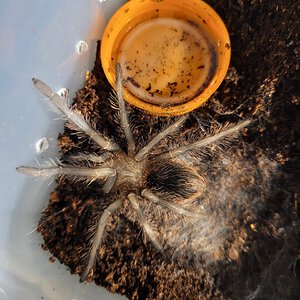 20210426_104847.jpg freshly molted lp sling