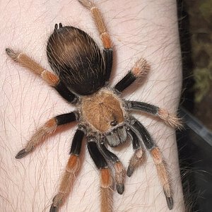 B. boehmei Handling