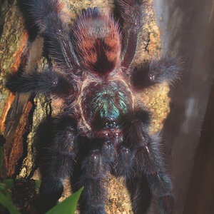 Caribena Versicolor 2.5inch female