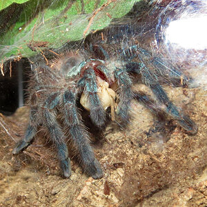 Hungry Caribena versicolor (2")